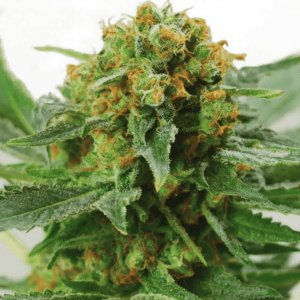 Jack Herer Feminized Cannabis Seeds | Jack Herer Strain | The Seed Fair