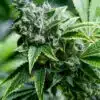 Mix Pack Feminized Cannabis Seeds | The Seed Fair