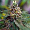 Mix Pack Auto Flower Cannabis Seeds | The Seed Fair