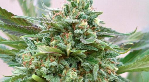 Strawberry CBD Cannabis Seeds | Strawberry Strain | The Seed Fair