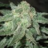 Trainwreck Feminized Cannabis Seeds | Trainwreck Strain | The Seed Fair