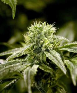 Charlottes Web CBD Cannabis Seeds | Charlottes Web Strain | The Seed Fair