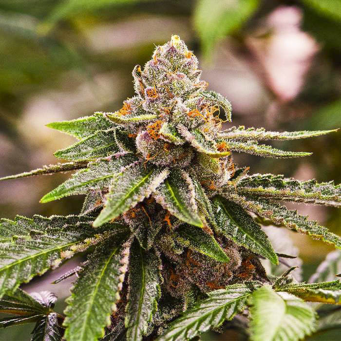 Girl Scout Cookie Auto Flower Cannabis Seeds | Girl Scout Cookie Strain | The Seed Fair