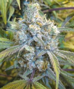 Super Silver Haze Feminized Cannabis Seeds | Super Silver Haze Strain | The Seed Fair