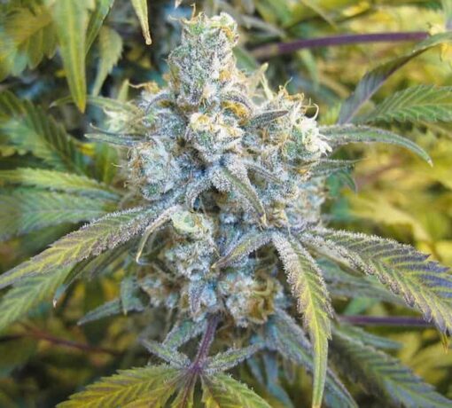 Super Silver Haze Feminized Cannabis Seeds | Super Silver Haze Strain | The Seed Fair