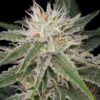 White Widow Feminized Cannabis Seeds | White Widow Strain | The Seed Fair