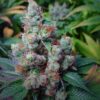 NYC Diesel Seeds | NYC Diesel Feminized Cannabis Seeds | The Seed Fair