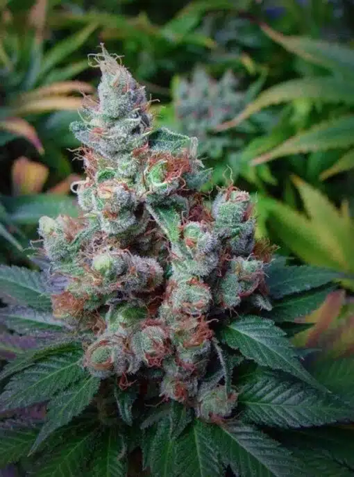 NYC Diesel Seeds | NYC Diesel Feminized Cannabis Seeds | The Seed Fair