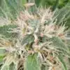 Amnesia Lemon Kush Seeds | Amnesia Lemon Kush Feminized Cannabis Seeds | The Seed Fair
