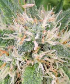 Amnesia Lemon Kush Seeds | Amnesia Lemon Kush Feminized Cannabis Seeds | The Seed Fair