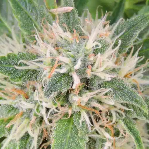 Amnesia Lemon Kush Seeds | Amnesia Lemon Kush Feminized Cannabis Seeds | The Seed Fair