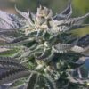 Wedding Cake Feminized Cannabis Seeds | best feminized seeds