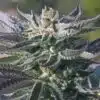 Wedding Cake Feminized Cannabis Seeds | best feminized seeds