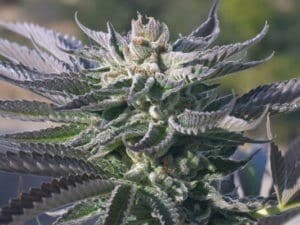 Wedding Cake Feminized Cannabis Seeds | best feminized seeds