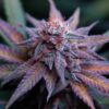 Blue Dream Feminized Cannabis Strain