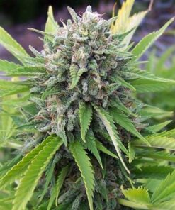 Bubble Gum Regular Cannabis Seeds | The Seed Fair