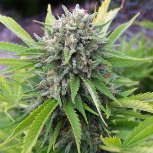 Buy Bubble Gum Regular Seeds Online | The Seed Fair