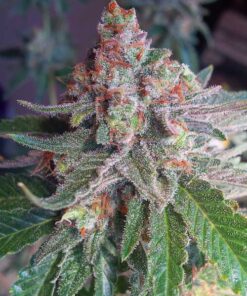 Critical Mass Seeds | Critical Mass Feminized Seeds | The Seed Fair