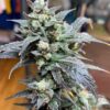 Ghost Train Haze Feminized Cannabis Strain