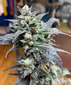 Ghost Train Haze Feminized Cannabis Strain