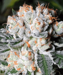 White Russian Feminized Seeds | White Russian Strain | The Seed Fair