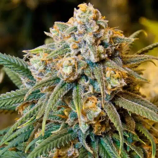 Big Cheese Autoflower Seeds | Big Cheese Strain | The Seed Fair