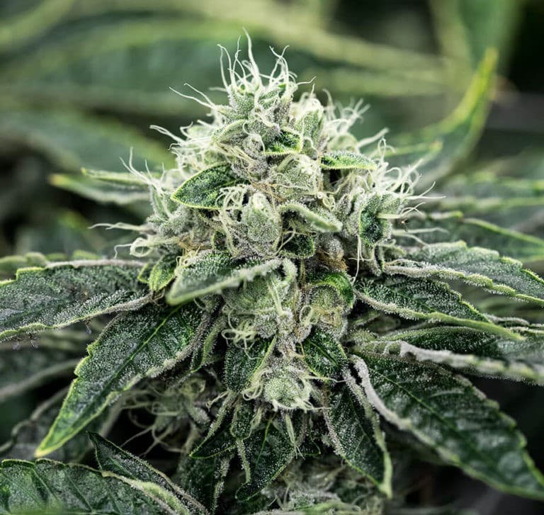 ChemDawg Feminized Seeds | The Seed Fair