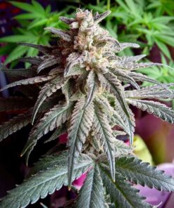 Critical Mass Autoflower Seeds | Critical Strain | The Seed Fair