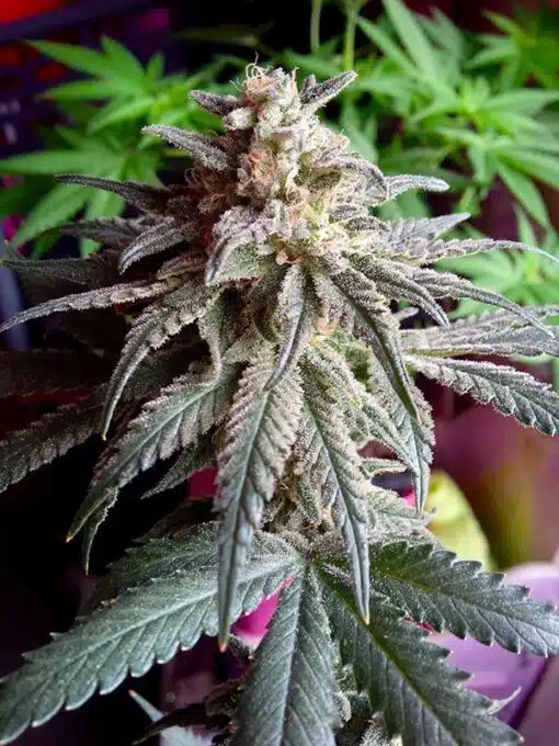 Critical Mass Autoflower Seeds | Critical Strain | The Seed Fair