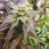 Godfather OG Feminized Cannabis Strain | best feminized seeds