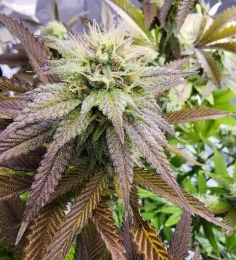 Godfather OG Feminized Cannabis Strain | best feminized seeds