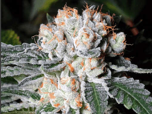 White Russian Feminized Seeds | White Russian Strain | The Seed Fair