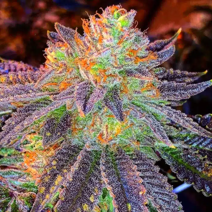 Zkittlez Seeds | best feminized seeds