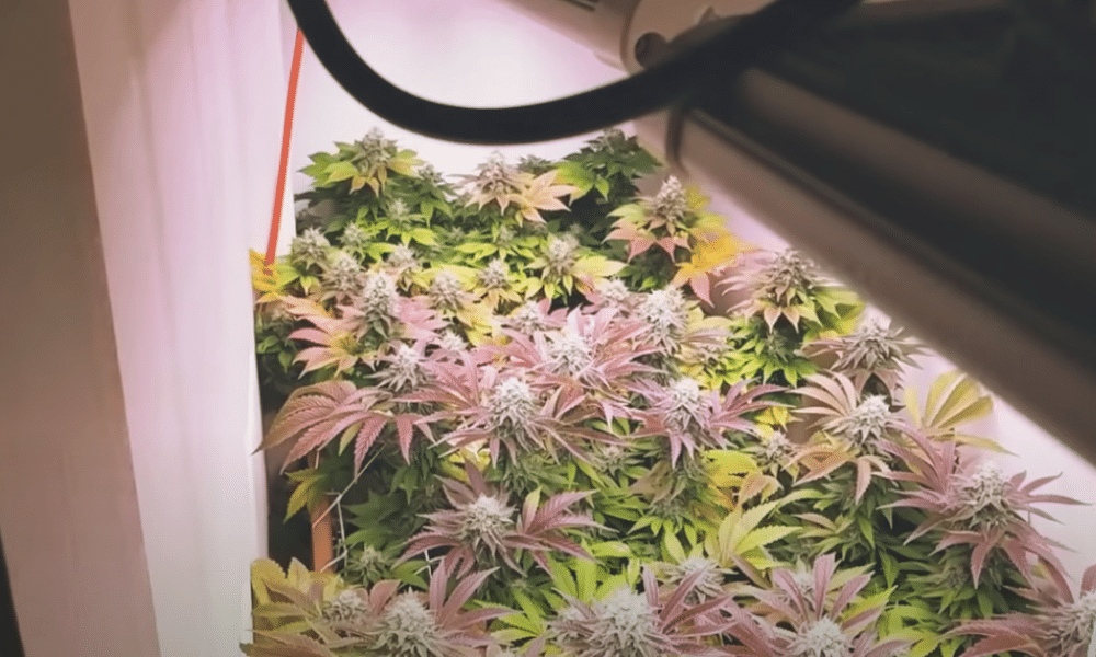 18 hours of light for autoflowering cannabis