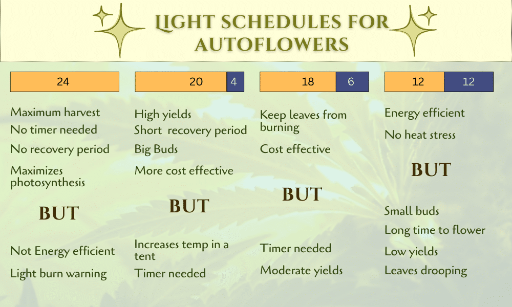 Light schedules for autoflowers infographics created by The Seed Fair