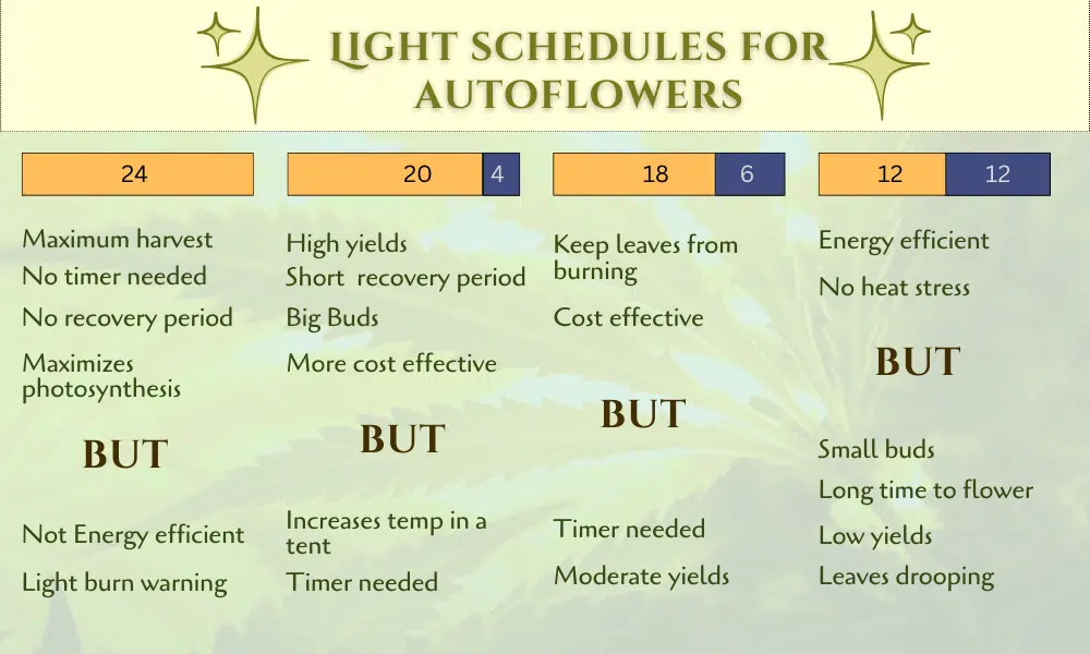 Light schedules for autoflowers infographics | The Seed Fair Light schedules for autoflowers infographics created by The Seed Fair
