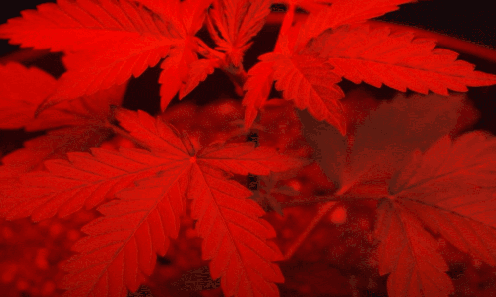 red lights for autoflowers
