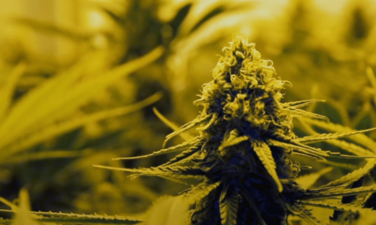Der beste Beleuchtungsplan für AutofloweringCannabis aufgedeckt