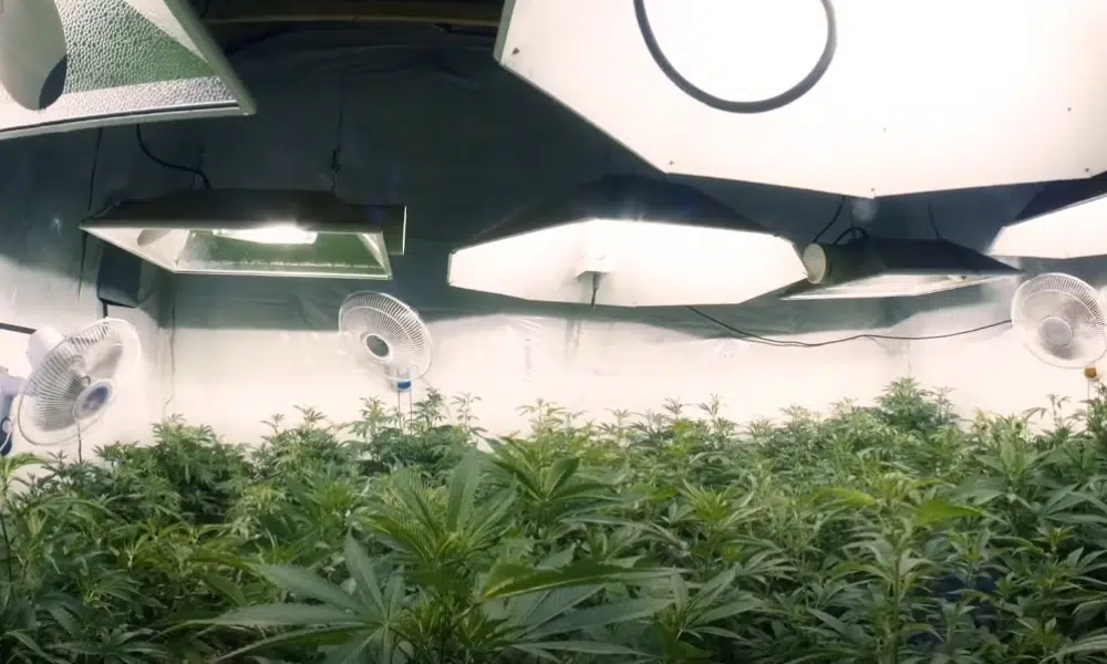 24 hours of light for autoflowers