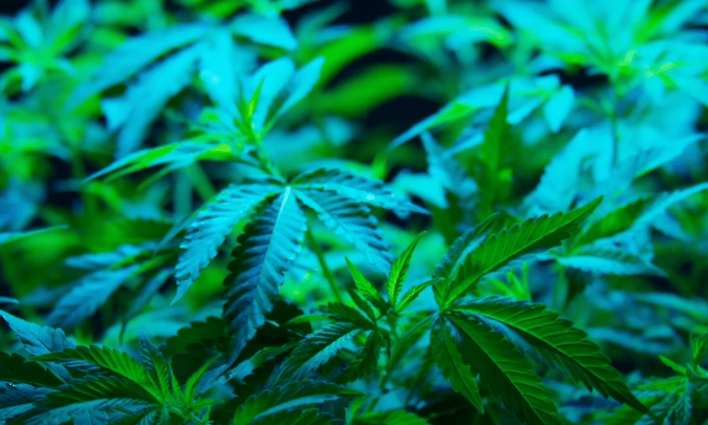 blue lights for autoflowers