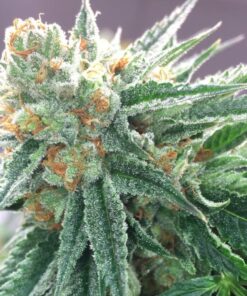 Bruce Banner Seeds | Bruce Banner Feminized Cannabis Seeds | The Seed Fair