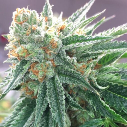 Bruce Banner Seeds | Bruce Banner Feminized Cannabis Seeds | The Seed Fair