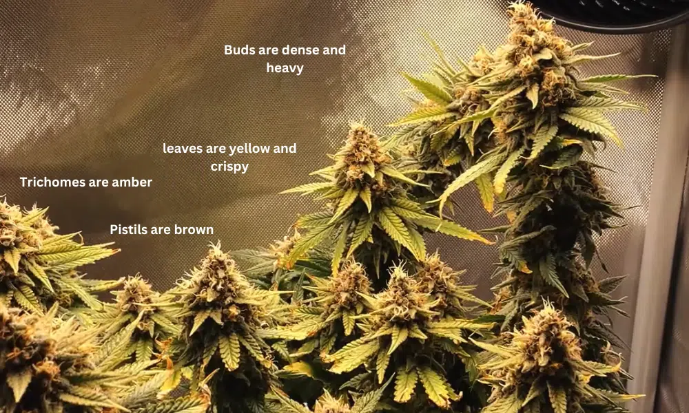 10 weeks old autoflower picture