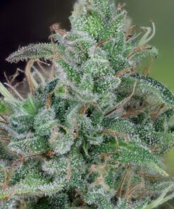 CBD Ratio 1:30 Feminized Cannabis Seeds | CBD Ratio Strain | The Seed Fair