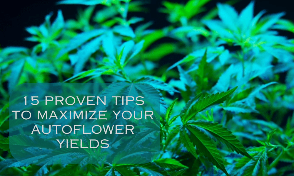 maximize autoflower yields