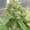 American Haze Seeds | American Haze Strain Feminized | The Seed Fair