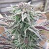 Berry White Feminized Cannabis Seeds | Berry White Strain | The Seed Fair