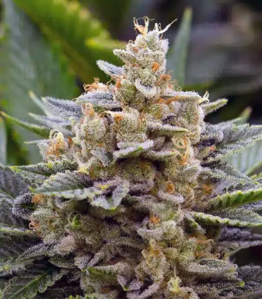 Chemdog #4 Feminized Cannabis Seeds | Chemdog #4 Strain | The Seed Fair