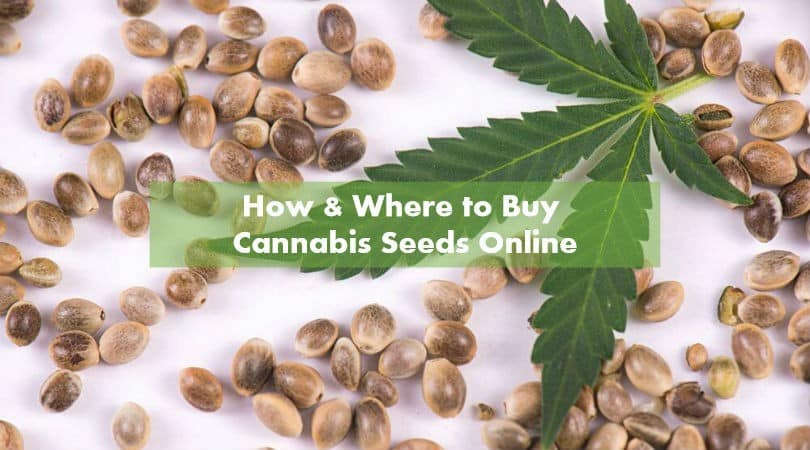 Do Dispensaries Sell Seeds? | Get the information you need | The Seed Fair