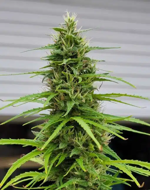 Durban Poison Feminized Seeds